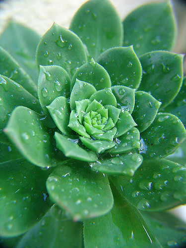 Aeonium haworthii