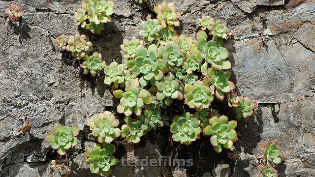 Aeonium lindleyi