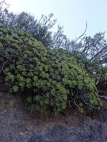 Aeonium lindleyi