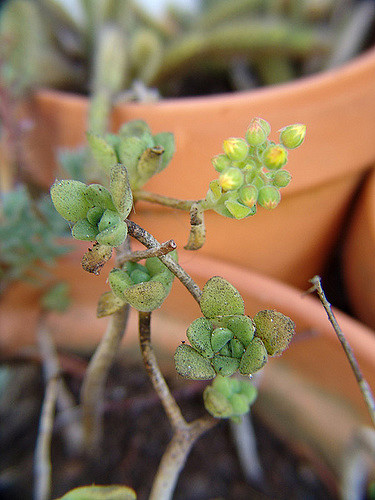 Aeonium lindleyi