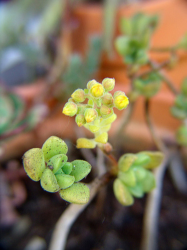 Aeonium lindleyi