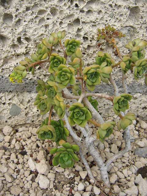 Aeonium lindleyi