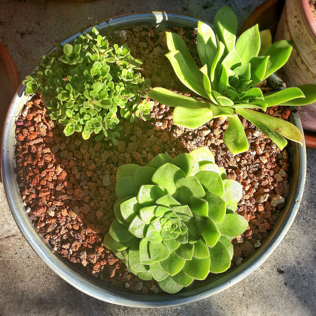 Aeonium lindleyi