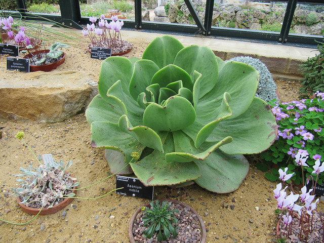 Aeonium nobile