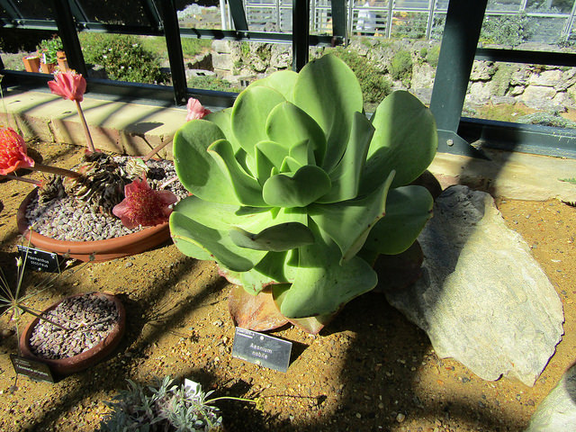 Aeonium nobile