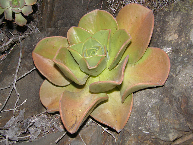 Aeonium nobile