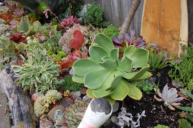Aeonium nobile