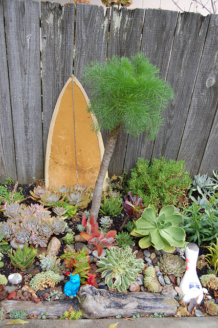 Aeonium nobile