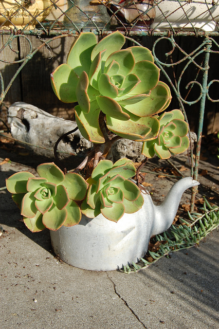Aeonium nobile