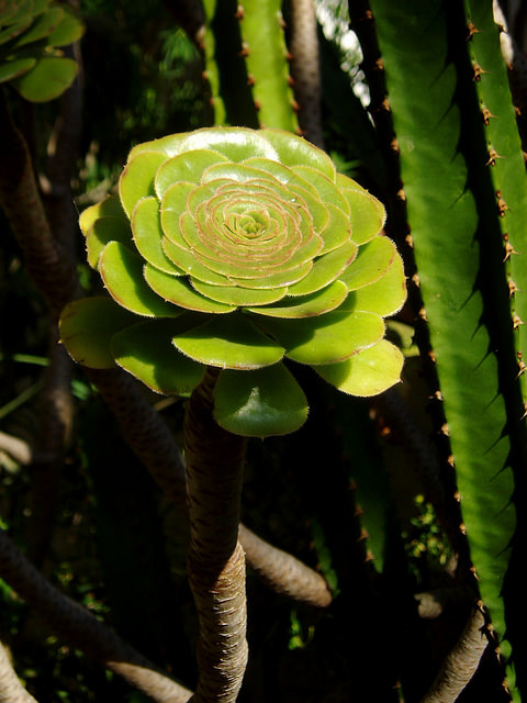 Aeonium percarneum