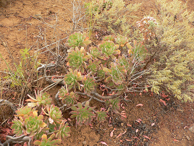 Aeonium percarneum