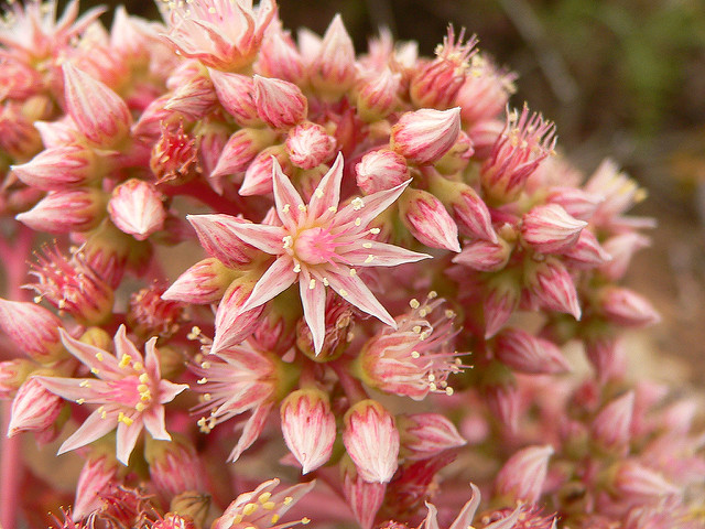 Aeonium percarneum