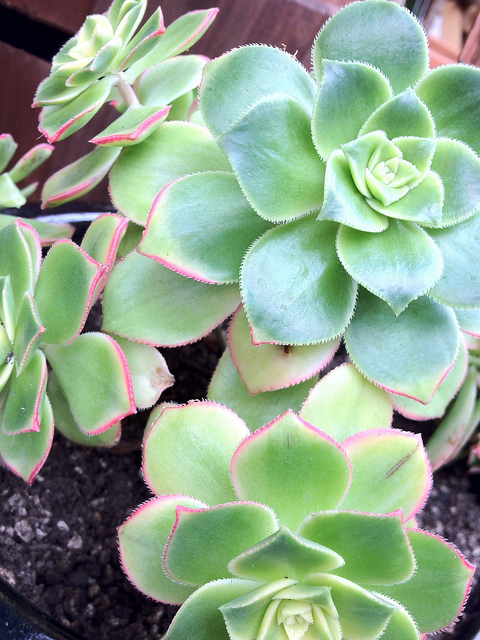 Aeonium percarneum