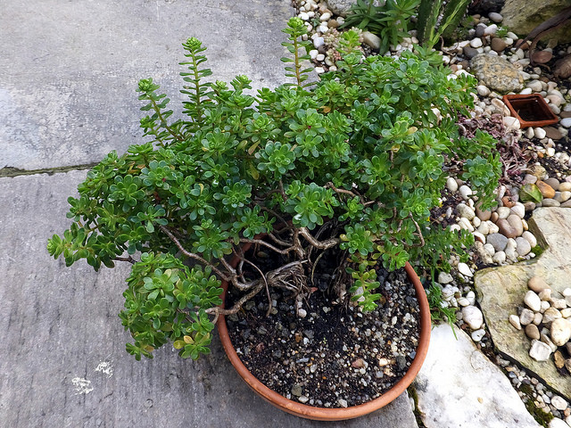Aeonium sedifolium