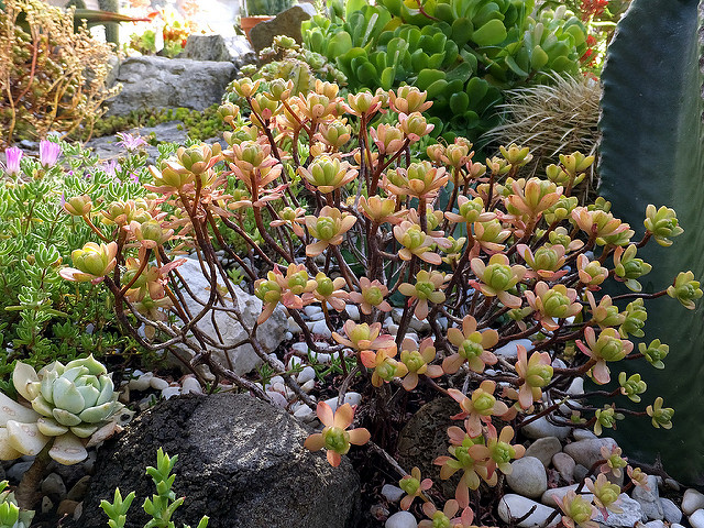 Aeonium sedifolium