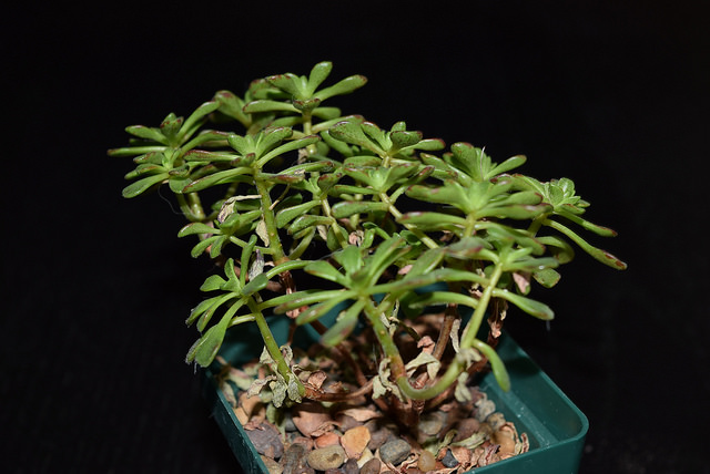 Aeonium sedifolium