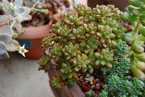 Aeonium sedifolium