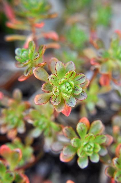 Aeonium sedifolium