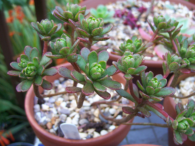 Aeonium sedifolium