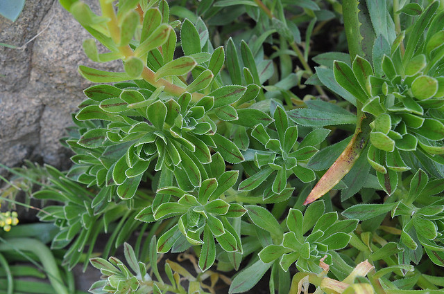 Aeonium simsii