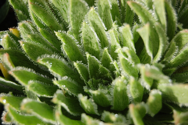 Aeonium simsii