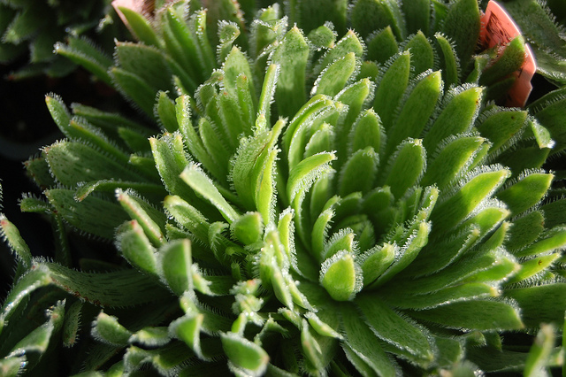 Aeonium simsii