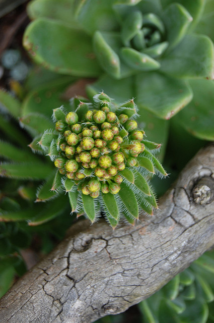 Aeonium simsii