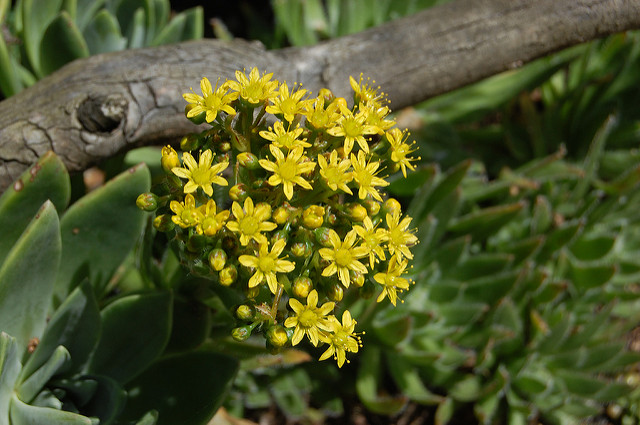Aeonium simsii