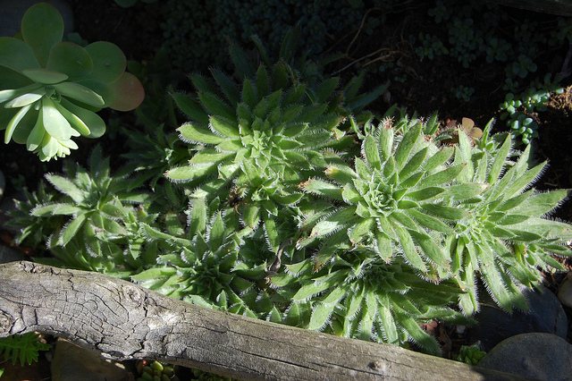 Aeonium simsii (Aeonium simsii)