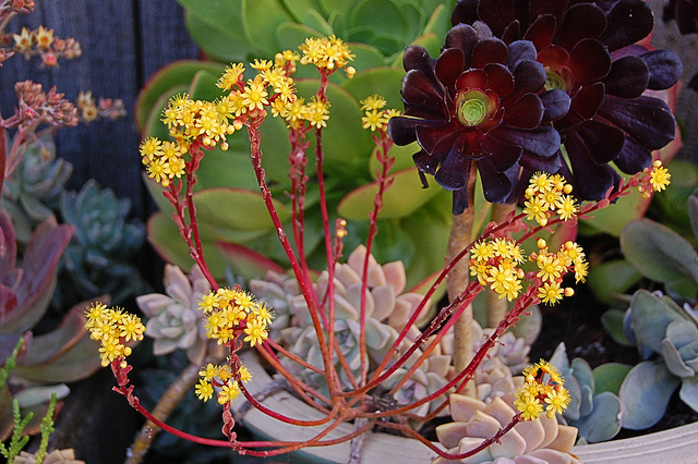 Aeonium spathulatum