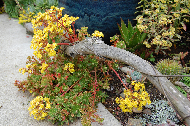 Aeonium spathulatum