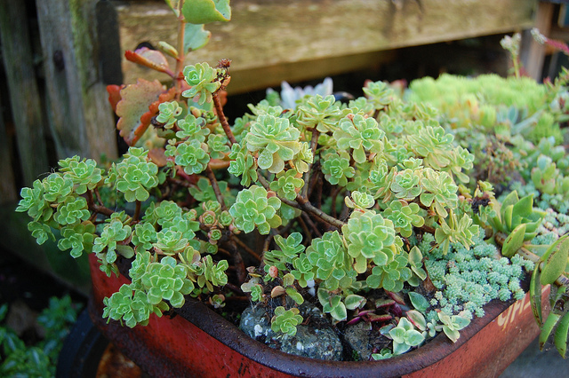 Aeonium spathulatum
