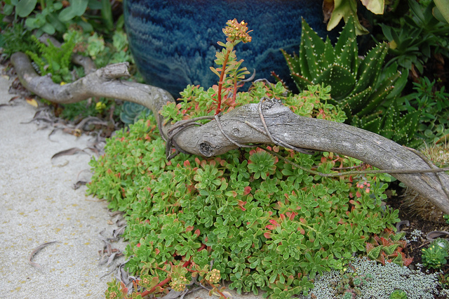 Aeonium spathulatum