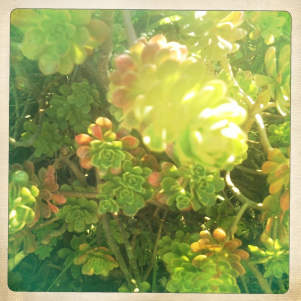 Aeonium spathulatum