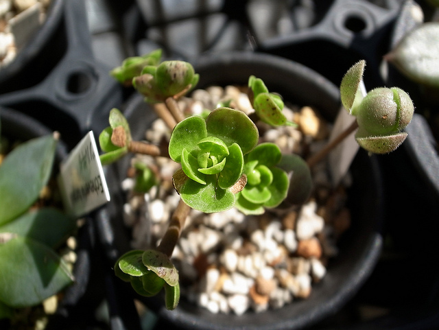 Aeonium spathulatum