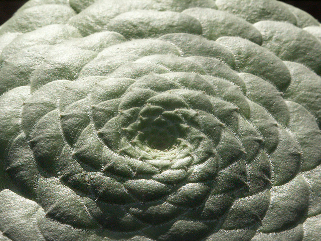 Aéonium tabuliforme (Aeonium tabuliforme)