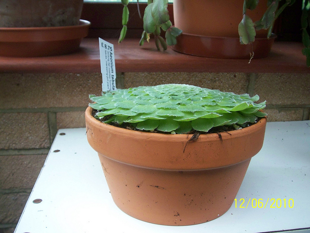 Aéonium tabuliforme