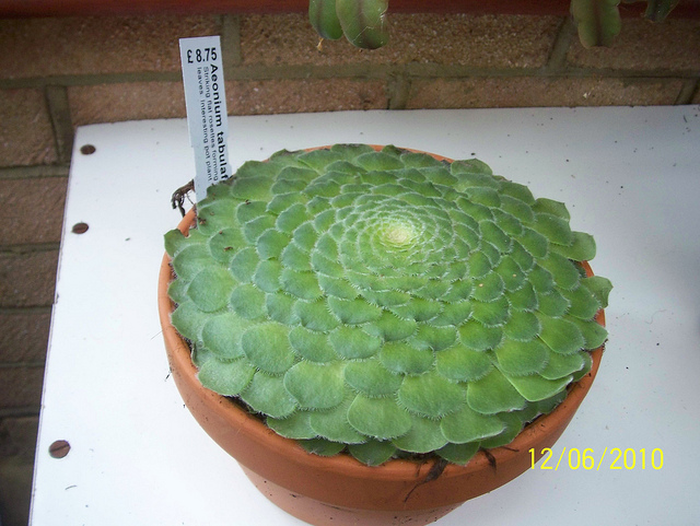 Aéonium tabuliforme