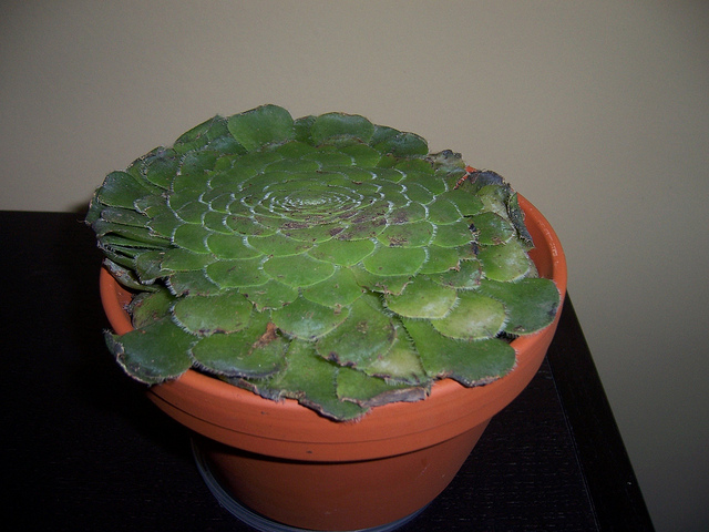Aéonium tabuliforme