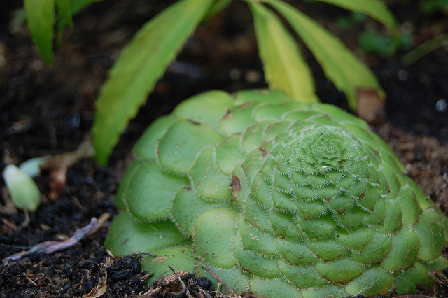 Aéonium tabuliforme