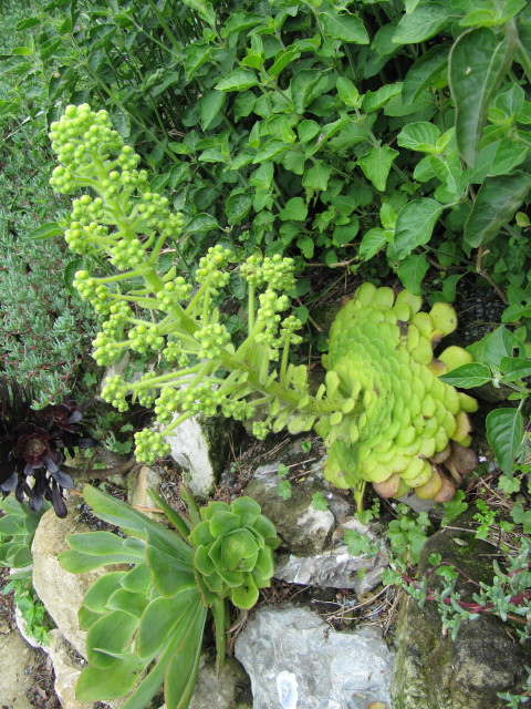 Aéonium tabuliforme