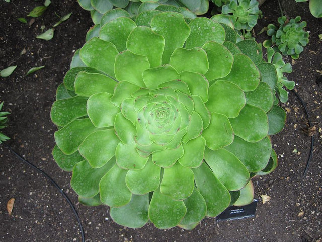 Aeonium undulatum