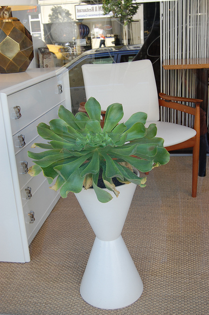 Aeonium undulatum