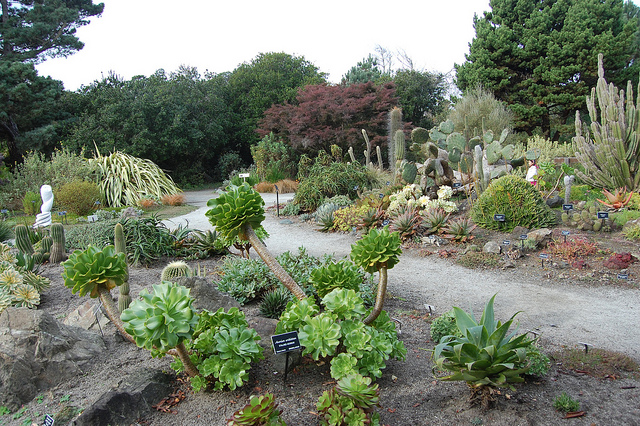 Aeonium undulatum