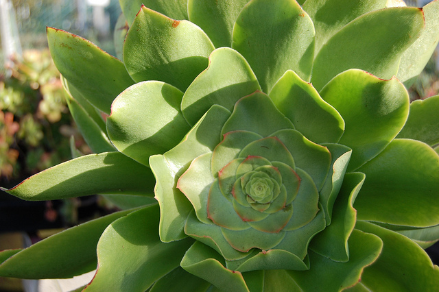 Aeonium undulatum
