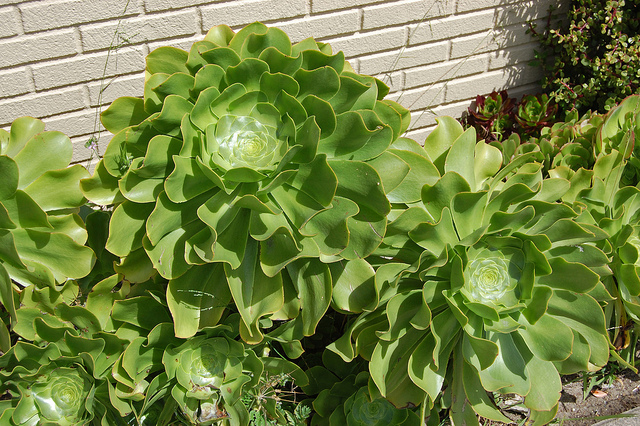 Aeonium undulatum