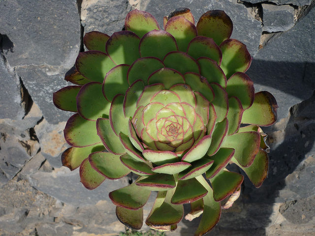 Aeonium urbicum