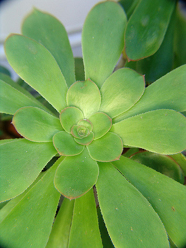 Aeonium urbicum