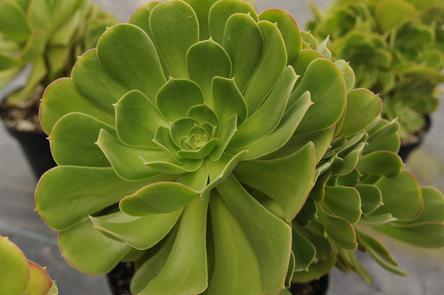 Aeonium urbicum