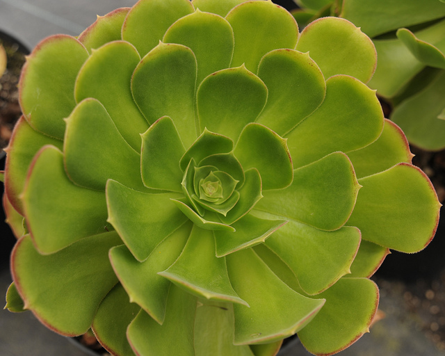 Aeonium urbicum
